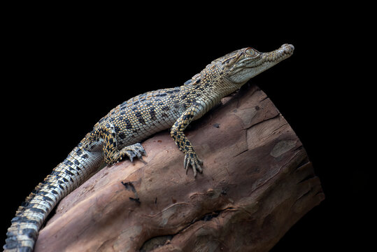 Young Siamese crocodile resting on a wooden log