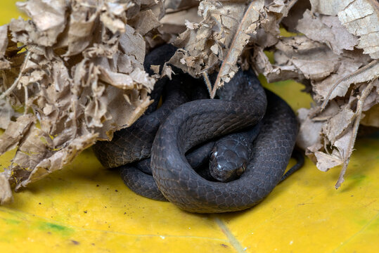 Small black snake coiled up under dry leaves
