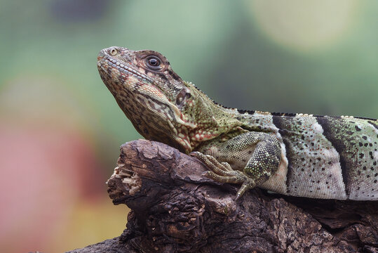 Black spiny tailed iguana resting on a wooden log