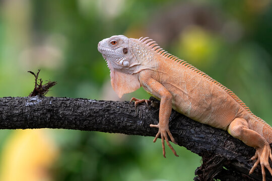 Red iguana perched majestically on a dark tree branch