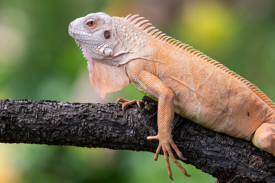 Close up profile of an albino iguana on a tree branch