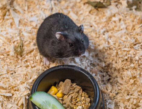 Djungarian winter white dwarf hamster, Phodopus sungorus, sitting next to ceramic food bowl with seeds, cucumber slice on wood shavings bedding. Adorable domestic rodent, healthy pet care concept.
