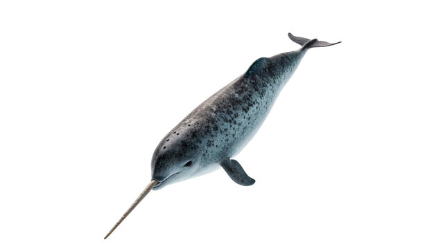 Single wild narwhal whale swimming isolated on transparent background
