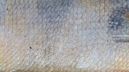 A close-up perspective of fish scales reveals intricate patterns and textures, all set against a beautiful natural backdrop © Сергей Семенов
