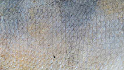 A close-up perspective of fish scales reveals intricate patterns and textures, all set against a beautiful natural backdrop © Сергей Семенов