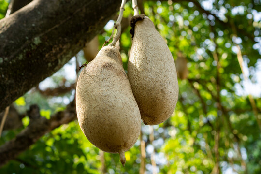 The fruit of the tree with the Latin name Kigelia africana is commonly known as the &ldquo;sausage tree&rdquo;; its fruit is often eaten by wild animals native to Africa.