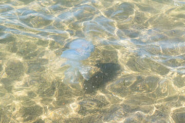 A translucent blue jellyfish drifting gently through shallow coastal waters, illuminated by natural sunlight and surrounded by clear rippling seawater. © ismailyurtozveri