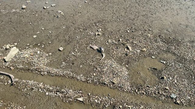 A bird foraging on the mudflats of Korea's West Sea at low tide_01