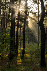 Obraz premium At dawn, sunbeams filter through the tree branches. It is good weather for a walk in the forest.