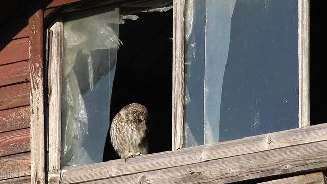 Little owl preening chest feathers while perched on an old barn window frame in sun