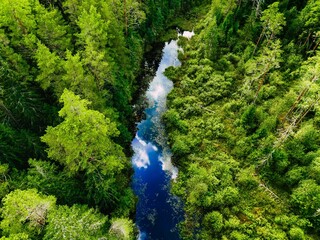 Fototapeta premium Aerial overhead view of dense green forest with a winding river reflecting blue sky
