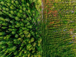 Obraz premium Aerial view of forest regeneration in autumn taiga with clearcut area next to dense pine trees