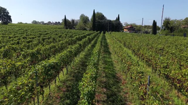 Rows of green grapevines stretch toward tall cypress trees, red-roofed villa sits beyond low stone wall, parked cars line quiet gravel rural road near Lake Garda, Italy. Aerial drone low flyover.