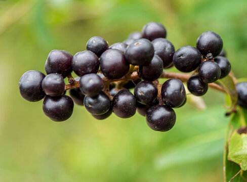 Macro close-up of ripe black common privet berries clustered on a branch against a soft green background, ideal for botanical, autumn, wild plant and nature concepts.