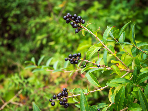 Ripe black privet berries growing in clusters on a leafy Ligustrum shrub, photographed outdoors with a soft green background, ideal for botanical, autumn and wild plant concepts.