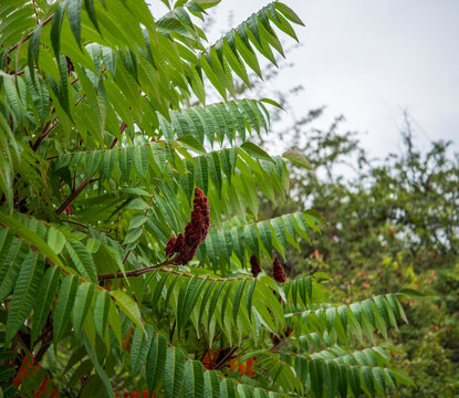 Staghorn sumac, Rhus typhina, with upright dark red fruit clusters and green pinnate leaves, photographed in autumn with natural copy space for botanical and landscaping concepts.