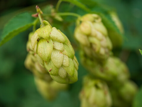 Macro close-up of ripe green hop cones, Humulus lupulus, growing on a hop vine, highlighting a key brewing ingredient used for beer, herbal and agricultural concepts.