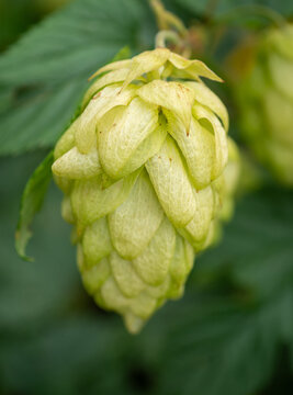 Macro close-up of a ripe hop cone, Humulus lupulus, showing detailed green bracts on the vine, ideal for beer brewing, craft brewery, agriculture and botanical concepts.