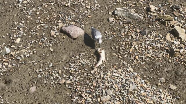 A bird foraging on the mudflats of Korea's West Sea at low tide_02