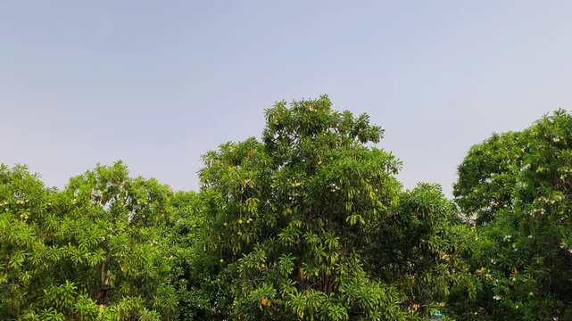 The Suicide Tree or Pong-pong (Cerbera odollam), featuring round fruits known as othalanga that contain poison. Video of a large tree set against a blue sky. 4K 60fps.
