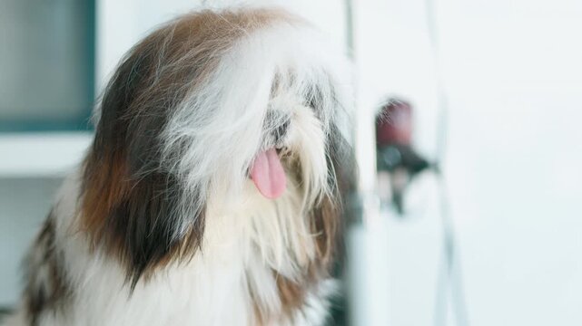 Cute Shih Tzu dog with long hairs being groomed and dried in a grooming parlor