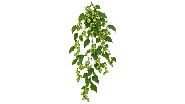 Hops Vine with Fresh Green Cones on Transparent Background