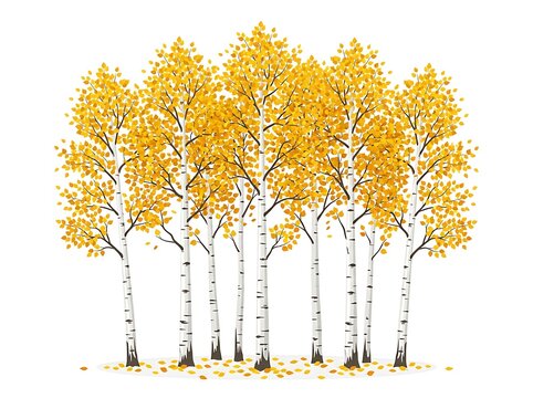 Beautiful birch trees with golden autumn leaves
