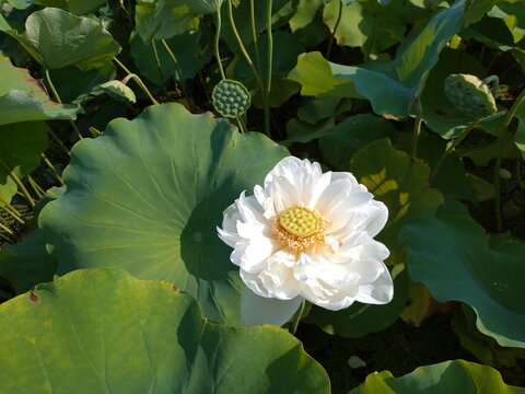蓮の花　白