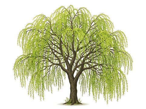 Beautiful weeping willow tree with green leaves