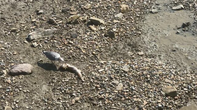 A bird foraging on the mudflats of Korea's West Sea at low tide_03
