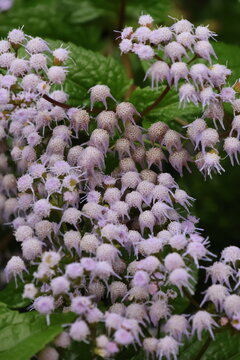Flowers of the Eupatorium japonicum (Aobana-fujibakama) catching raindrops
