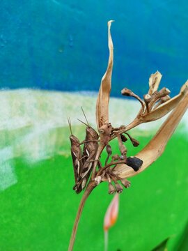 Two brown grasshoppers, possibly Xenocatantops humilis, mating while perched on a dry plant stem, showing natural insect behavior in a close-up wildlife scene.