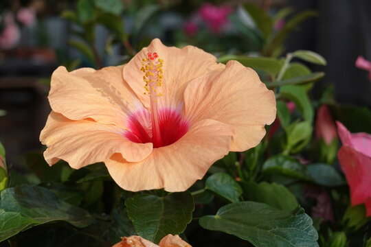 Fleur d'hibiscus rose de Chine en floraison de couleur p&ecirc;che
