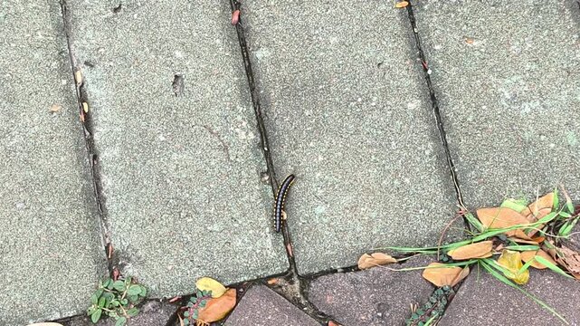 A yellow-spotted millipede crawls slowly across stone pavement tiles with small green plants and dry leaves scattered around. Insect footage 4k 60fps
