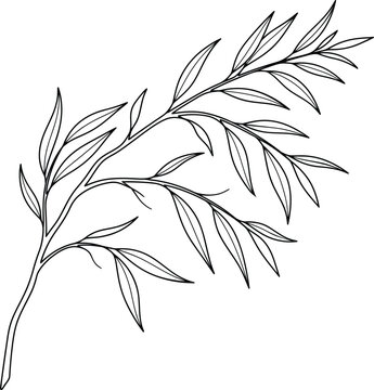Minimalist botanical line art of a willow branch, elegant hand drawn leaf vector illustration, black and white floral element for wedding stationery