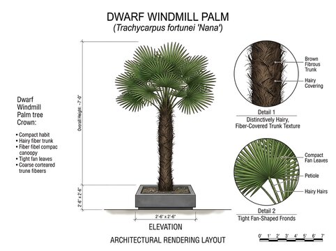 Dwarf windmill palm tree architectural illustration