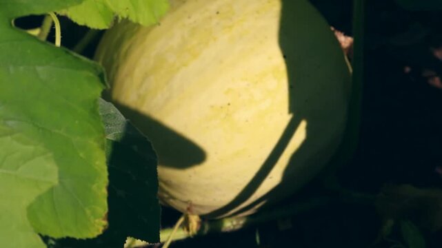 A ripe cantaloupe rests amongst lush green leaves, showcasing its natural beauty. The video captures the growth process in slow motion.
