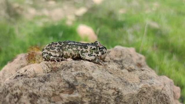 A side view of a Cyprus green toad (Bufotes cypriensis) crouching on top of a large stone against a soft green grassy background in Cyprus.   