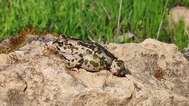 A full-body side view of a Cyprus green toad (Bufotes cypriensis) resting on a light-colored rock with green grass in the background in Cyprus.