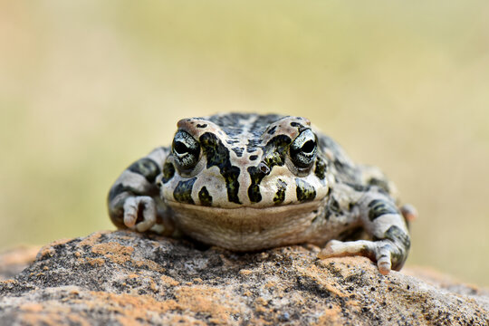 An eye-level frontal view of a Cyprus green toad (Bufotes cypriensis) with mottled skin perched on a stone in its natural habitat in Cyprus.