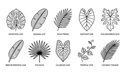 Tropical foliage and exotic plant outline botanical set © MstChufia