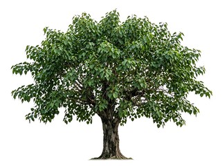 Obraz premium Large green leafy tree with thick trunk