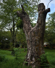 Fototapeta premium Old weathered tree trunk with branched top standing in a green park