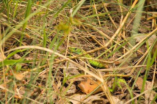 Green Lizard Hidden in Dry Grass and Leaves.