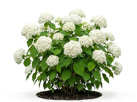 Lush hydrangea bush with white flowers in pot