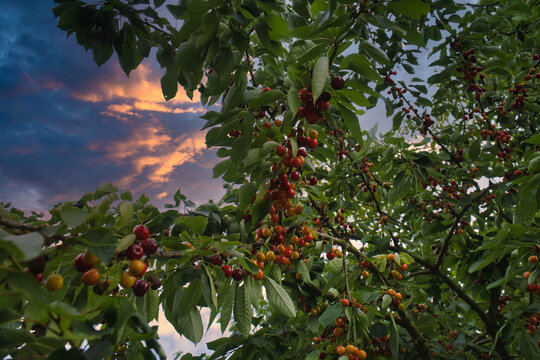 Cherries on the Tree Before Dramatic Evening Sky.