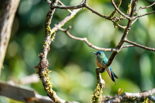 Female long-tailed sylph (Aglaiocercus kingii) perched on a branch at a lodge outside of Baeza, Ecuador