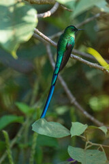 Fototapeta premium Long-tailed sylph (Aglaiocercus kingii) perched on a branch at a lodge outside of Baeza, Ecuador