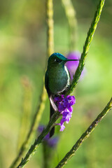 Fototapeta premium Long-tailed sylph (Aglaiocercus kingii) in a porterweed plant at a lodge outside of Baeza, Ecuador
