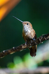 Fototapeta premium Bronzy inca (Coeligena coeligena) hummingbird perched on a branch at a lodge outside of Baeza, Ecuador